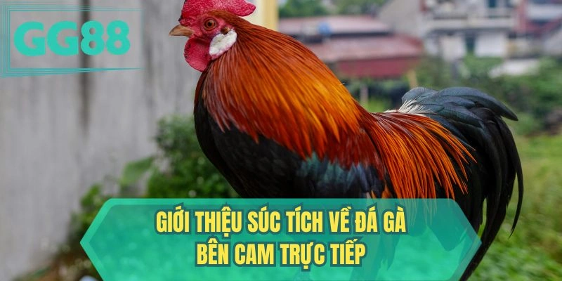 Giới thiệu súc tích về đá gà bên Cam trực tiếp