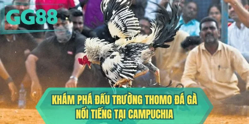 Khám phá đấu trường thomo đá gà nổi tiếng tại Campuchia